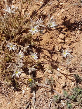 Image of Minuartia setacea (Thuill.) Hayek