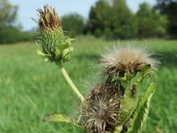 Image of Cabbage Thistle