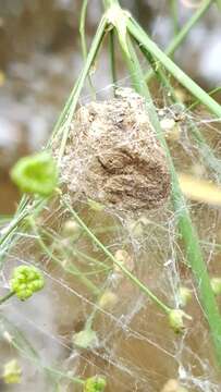 Image of Fen raft spider