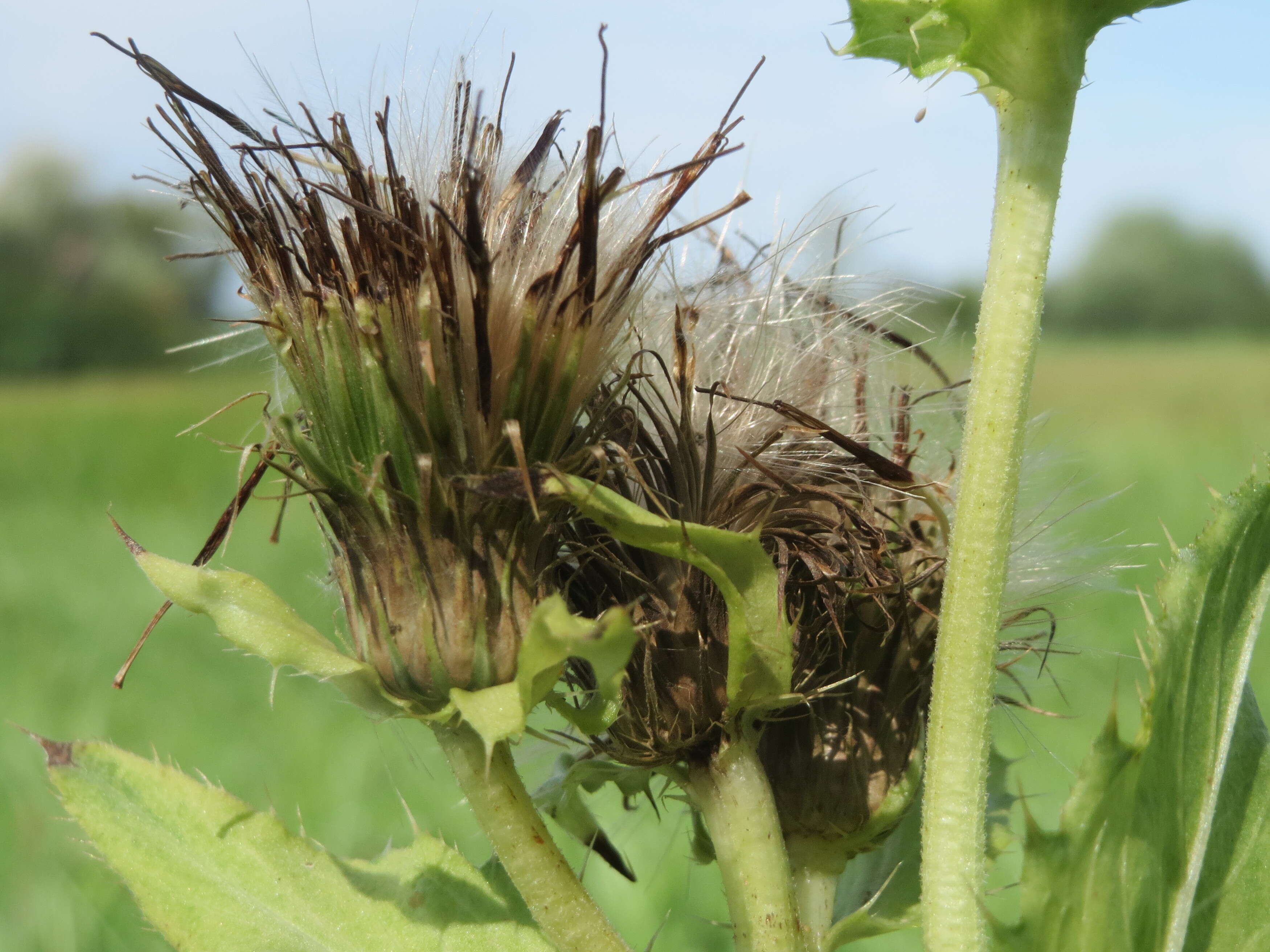 Image of Cabbage Thistle