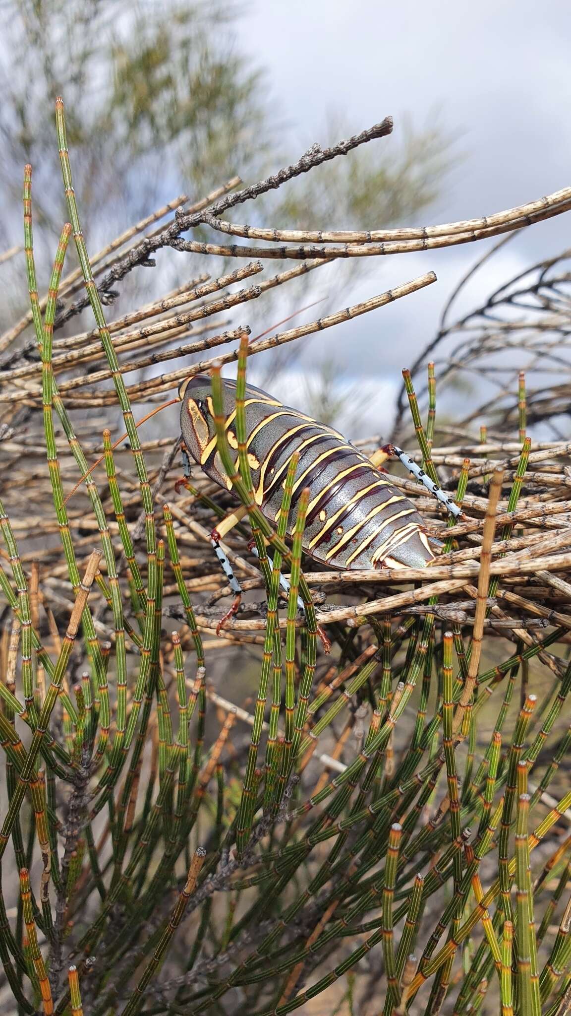 Image of Mardi Gras Cockroach