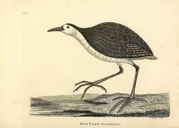 Image of Amaurornis Reichenbach 1853