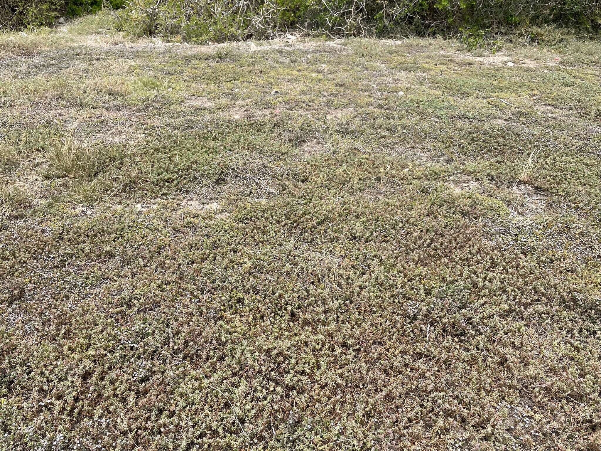 Image of Mesembryanthemum parviflorum Jacq.