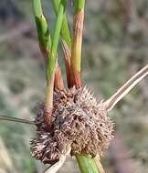 Imagem de Cyperus gymnocaulos Steud.