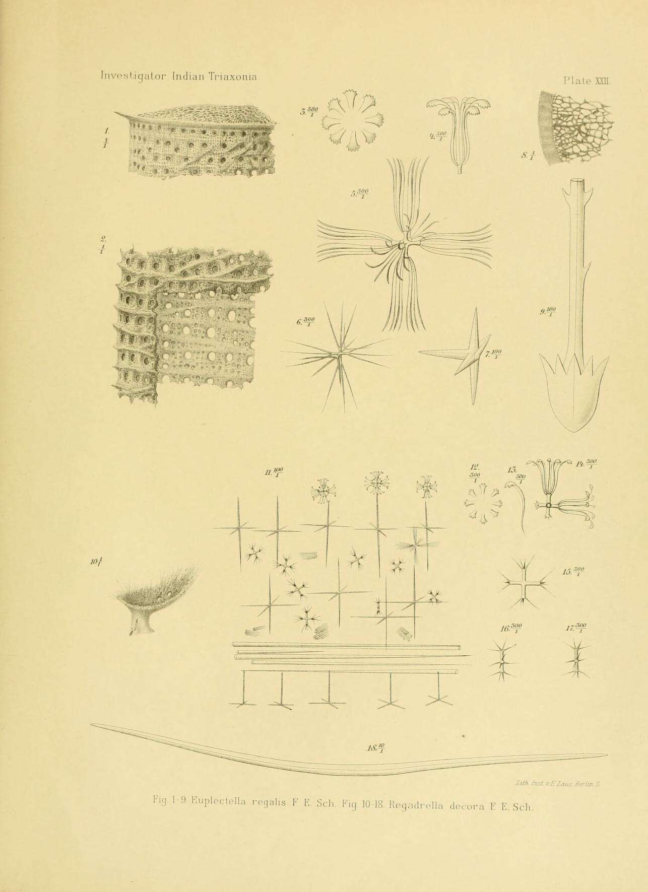 Image de Euplectellinae Gray 1867