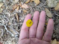 Image de Sternbergia lutea subsp. sicula (Tineo ex Guss.) K. Richt.