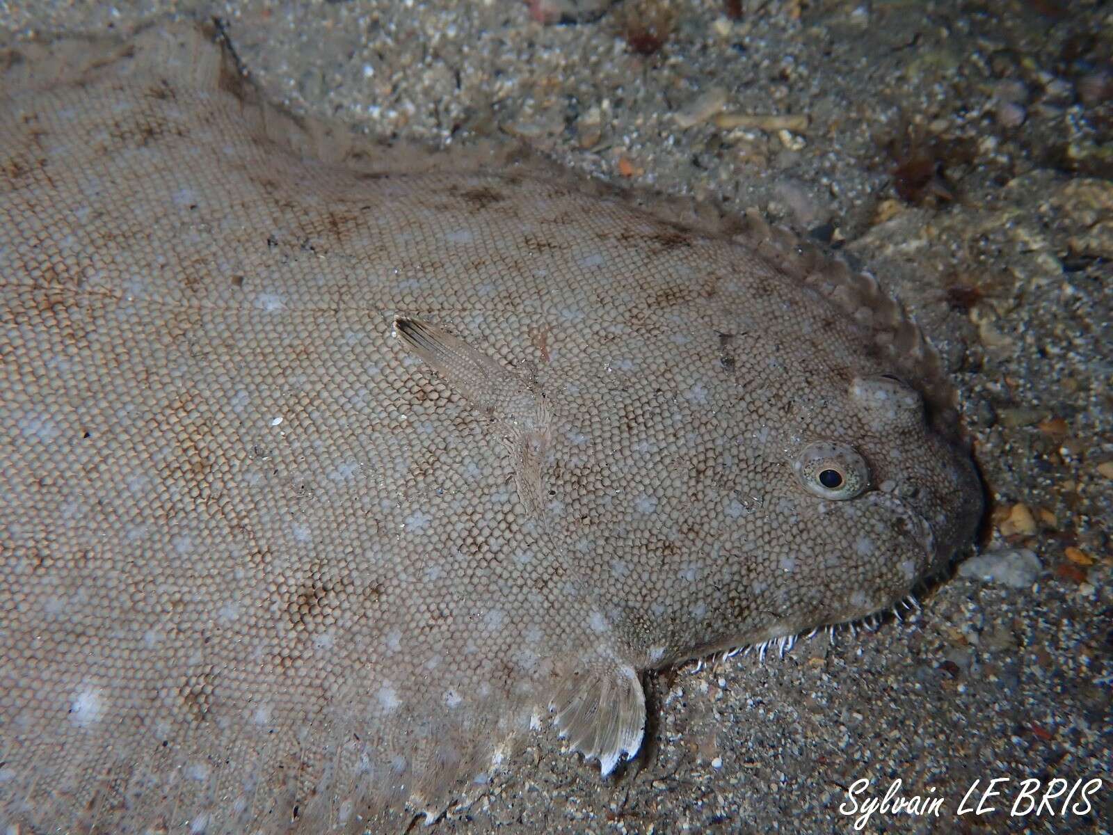 Image of Senegalese Sole