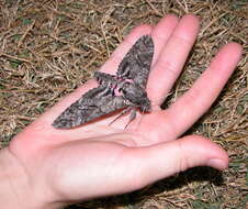 Image of Pink-spotted Hawkmoth