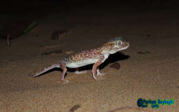 Image of Middle Eastern Short-fingered Gecko