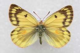 Image of Colias ladakensis Felder & Felder 1865