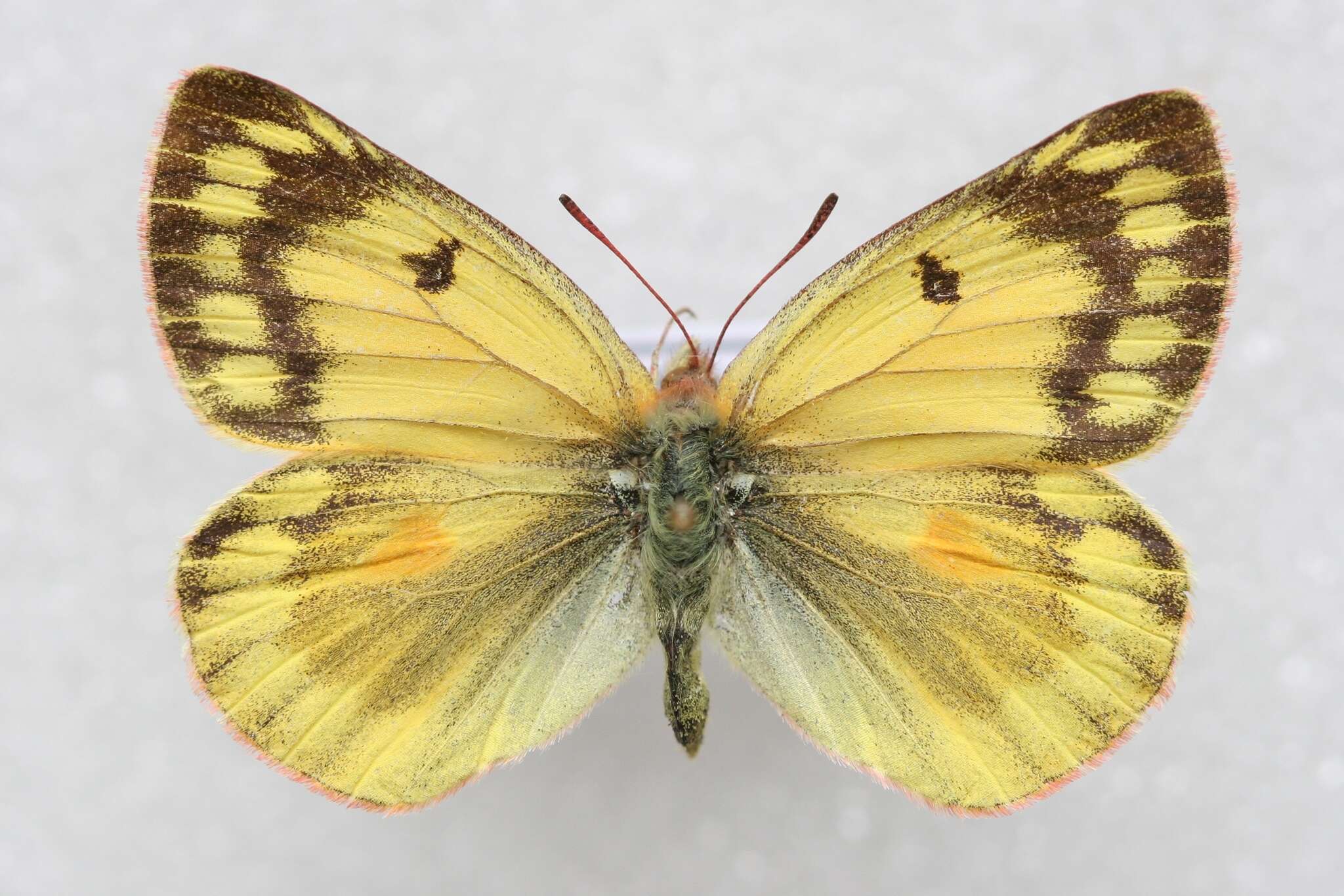 Image of Colias ladakensis Felder & Felder 1865