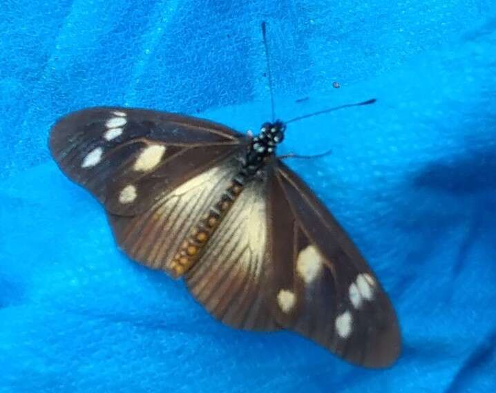 Image of Acraea lycoa Godart 1819