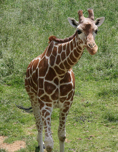 Plancia ëd Giraffa camelopardalis (Linnaeus 1758)