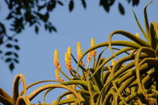 Image of Barber's tree aloe