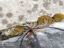 Image of Ophiopogon planiscapus Nakai