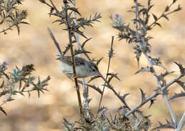 Image of Graceful Prinia