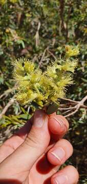 Image of Melaleuca lasiandra F. Müll.