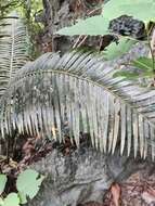 Image of Cycad