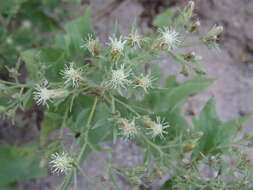 Brickellia floribunda A. Gray的圖片