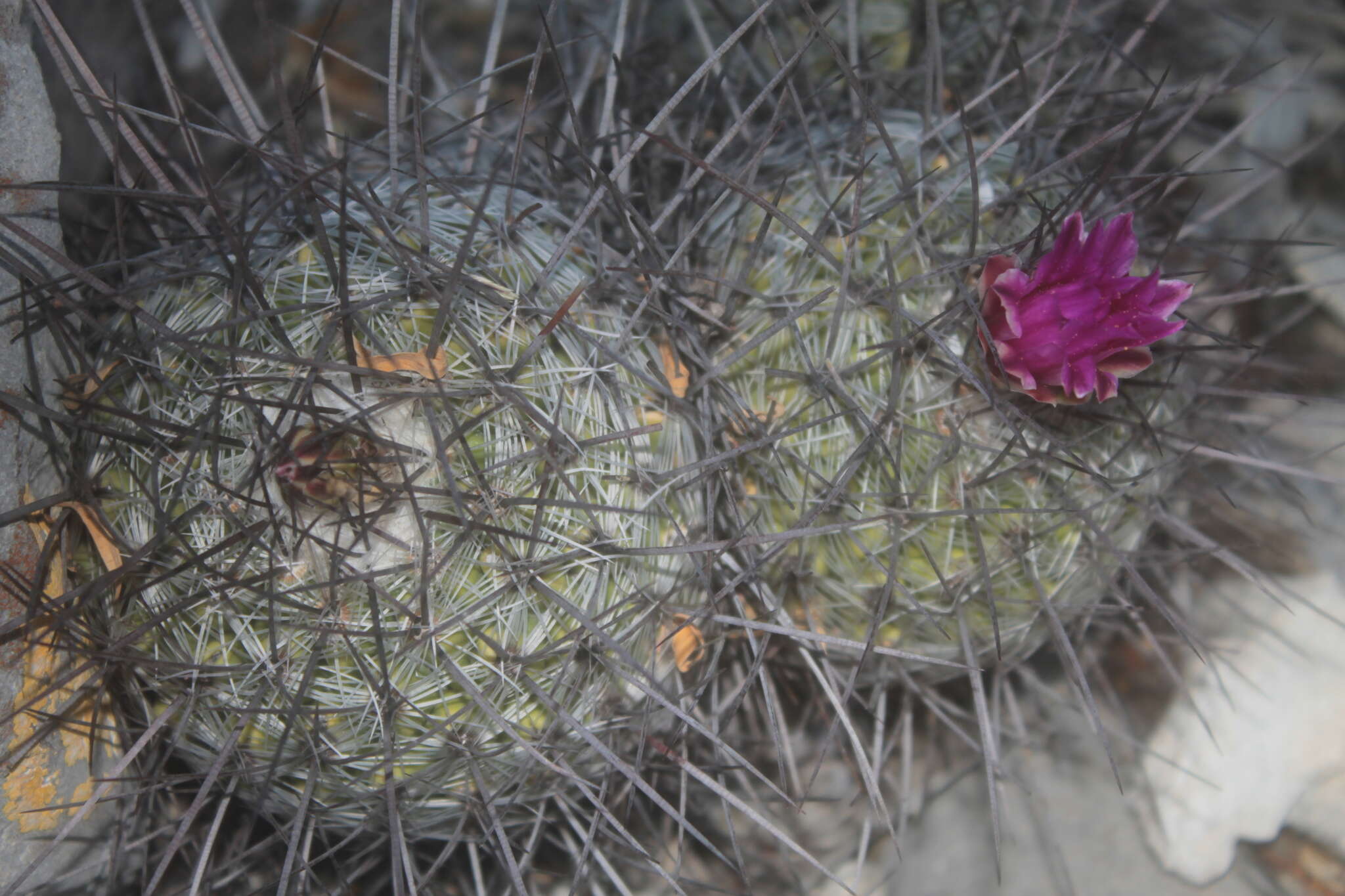 Image of Thelocactus conothelos (Regel & Klein bis) F. M. Knuth
