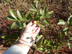 Image of Peritassa campestris (Cambess.) A. C. Sm.