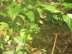 Plancia ëd Bothrops asper (Garman 1883)