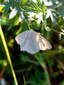 Image of small grass emerald