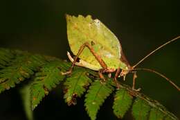 Imagem de Mimetica crenulata Rehn & J. A. G. 1906