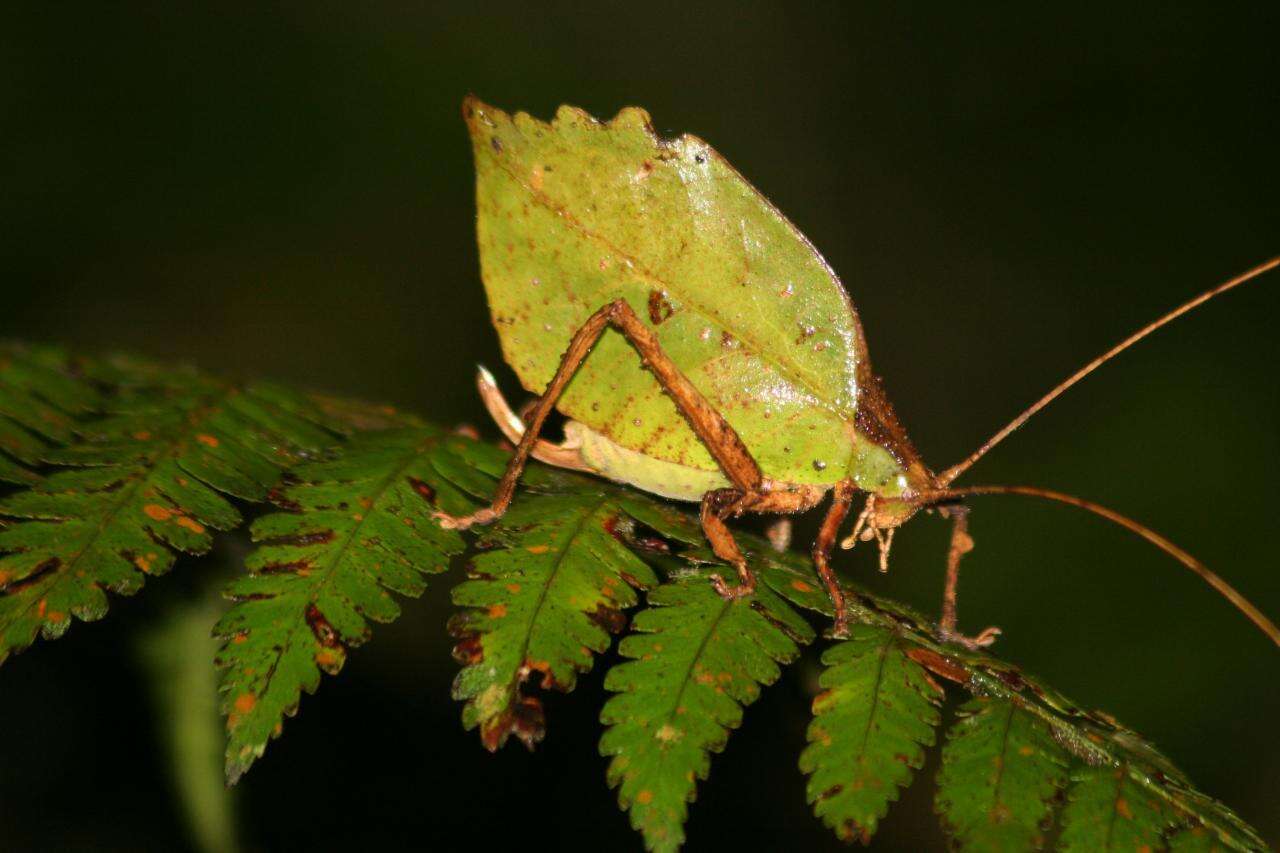 Sivun Mimetica crenulata Rehn & J. A. G. 1906 kuva