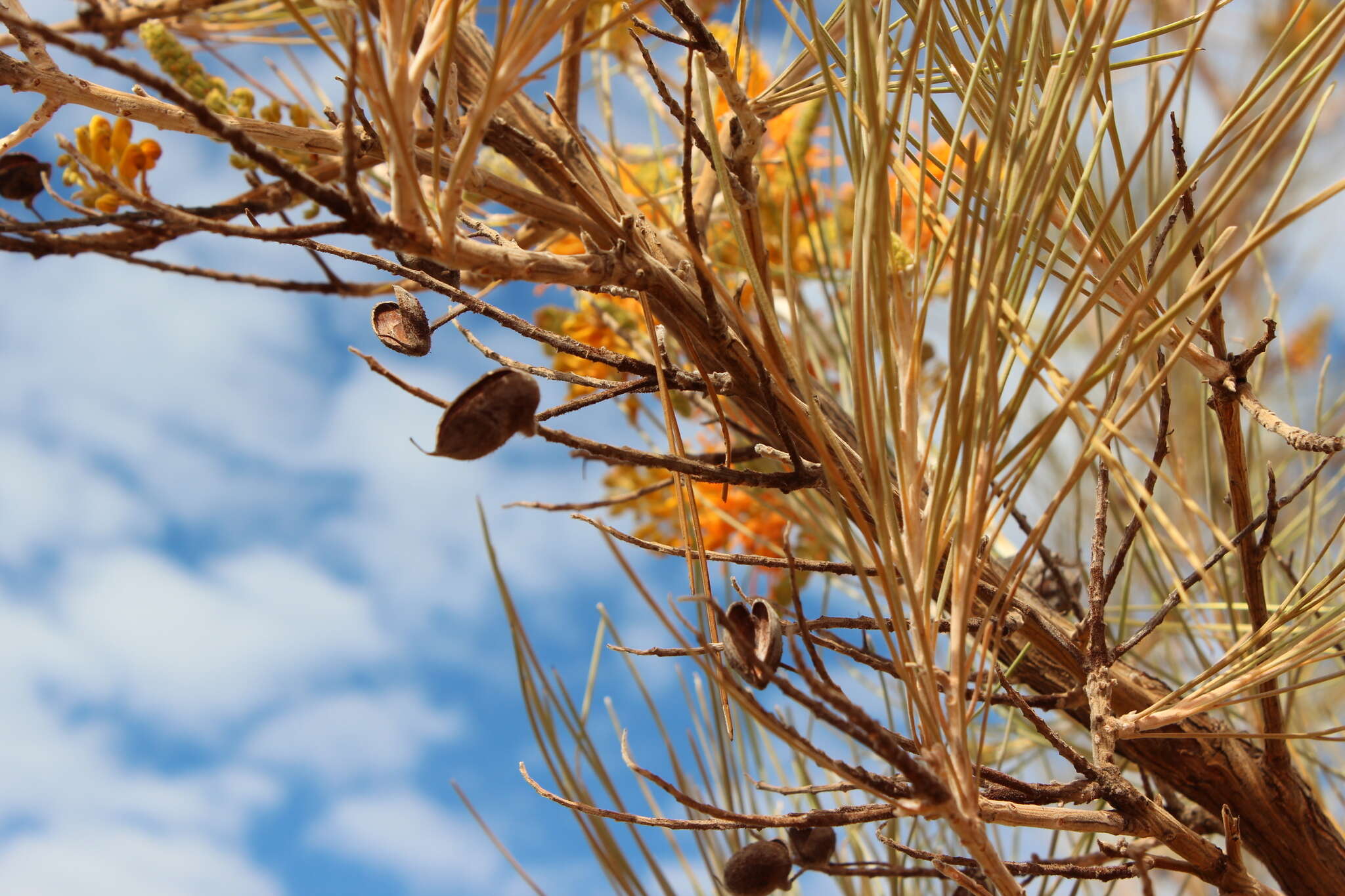 Image of Grevillea juncifolia Hook.