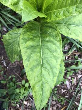 Pokeweed mosaic virus resmi