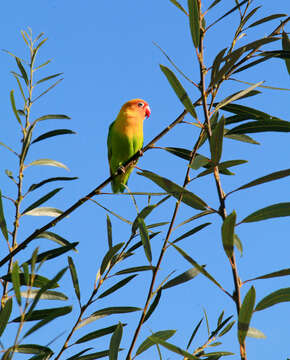 Image of Fischer's Lovebird