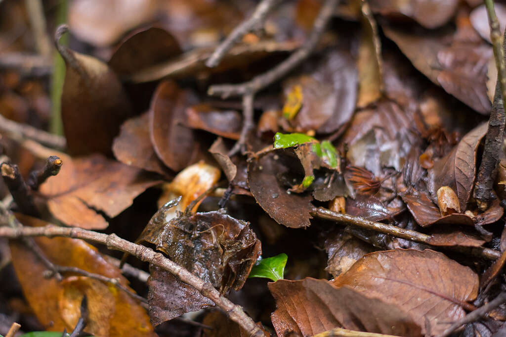 Image of Darwin's Frogs