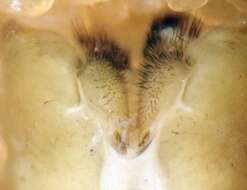 Image of Tipula (Triplicitipula) simplex Doane 1901