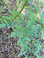 Image of Gray's licorice-root