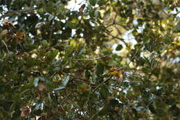 Image of Poecile rufescens barlowi (Grinnell 1900)