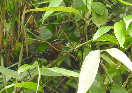 Image of Ferruginous Antbird