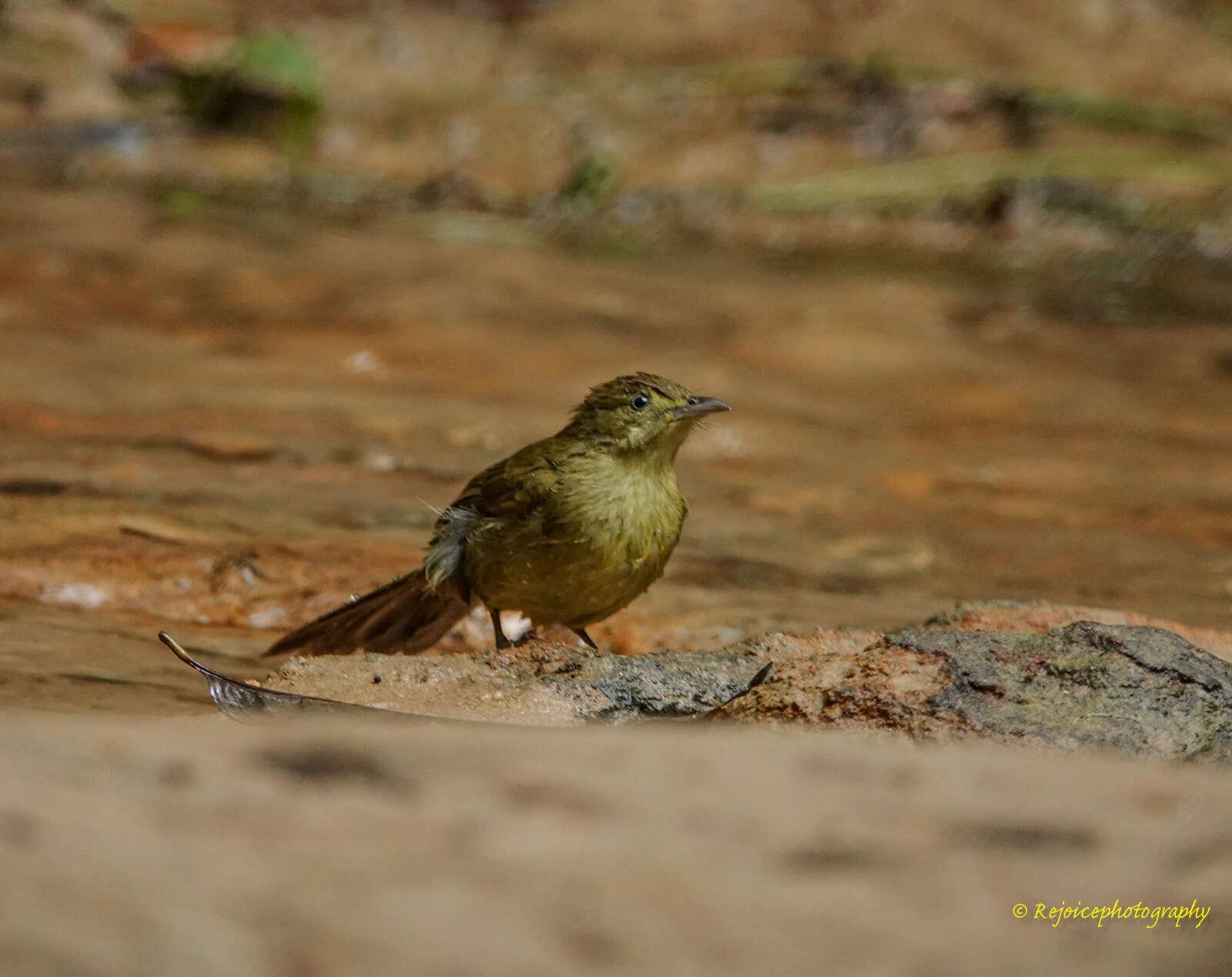 Image of Cachar Bulbul