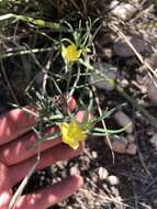 Image of Yellow Flameflower