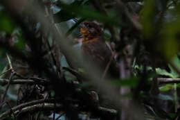 Image of Ruddy Foliage-gleaner