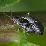 Image of Green Nettle Weevil