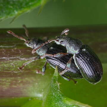 Image of Green Nettle Weevil