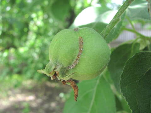 Image of European apple sawfly