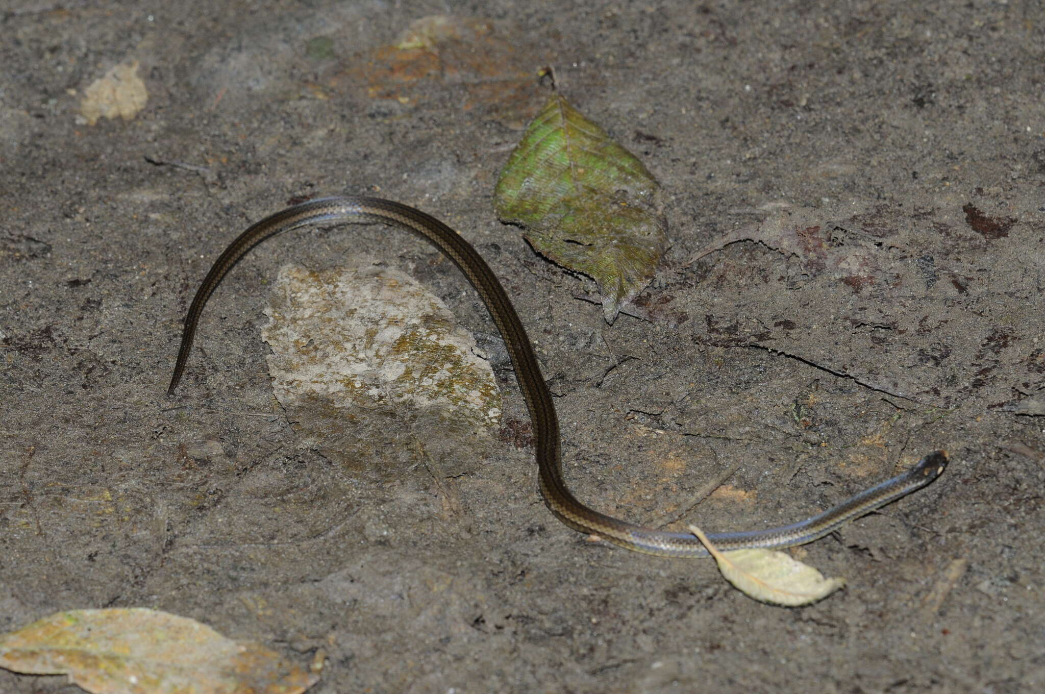 Image of Black-headed Snake (equatoriana