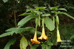 Image de Brugmansia insignis (Barb-Rodr.) T. E. Lockwood ex E. Wade Davis