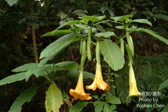 Image de Brugmansia insignis (Barb-Rodr.) T. E. Lockwood ex E. Wade Davis