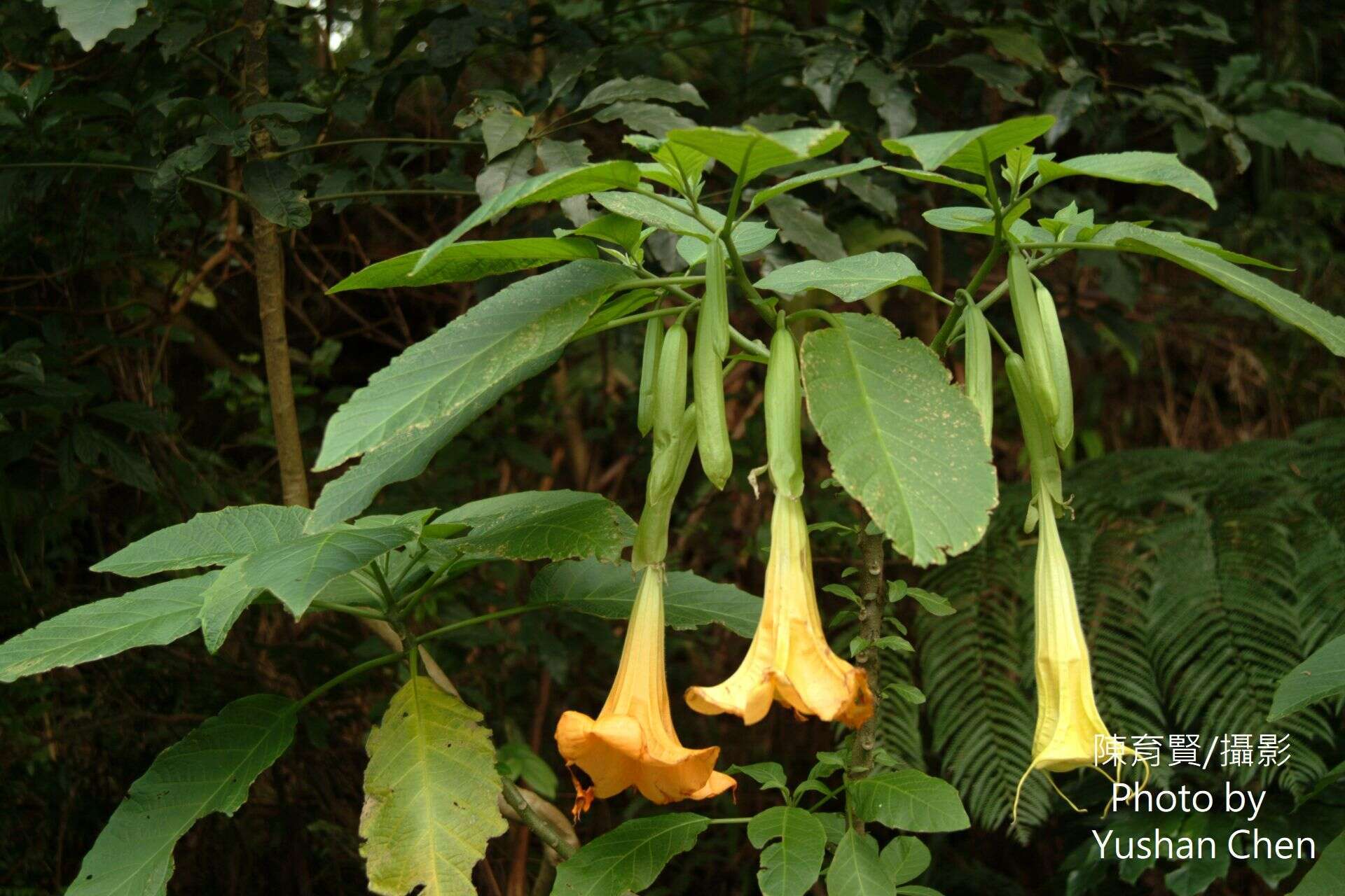 Image de Brugmansia insignis (Barb-Rodr.) T. E. Lockwood ex E. Wade Davis