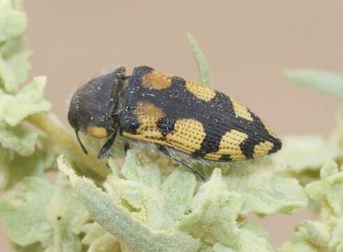 Image de Acmaeodera tuta Horn 1878