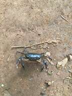 Image of Cape River Crab