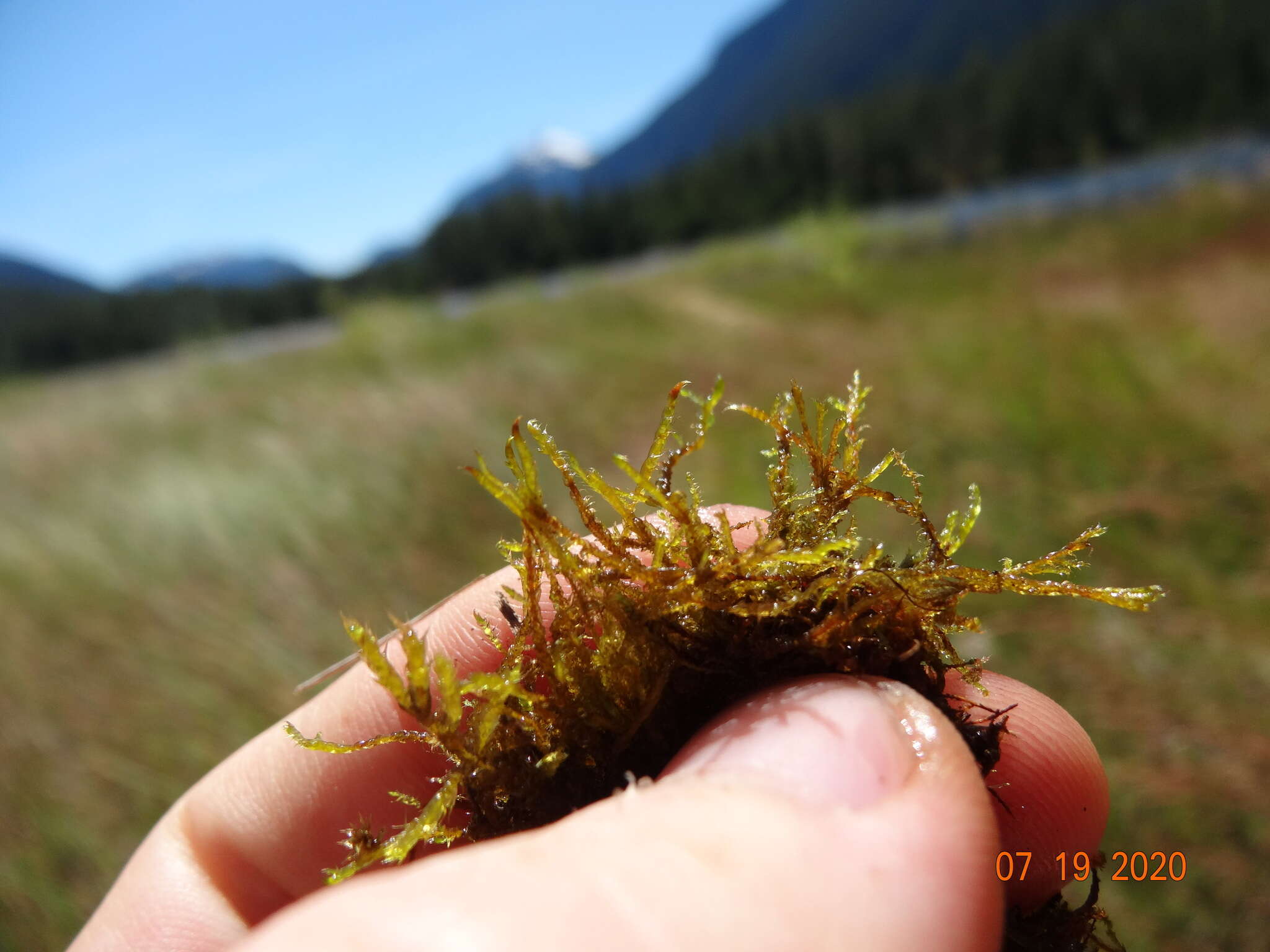 Image of common hook-moss